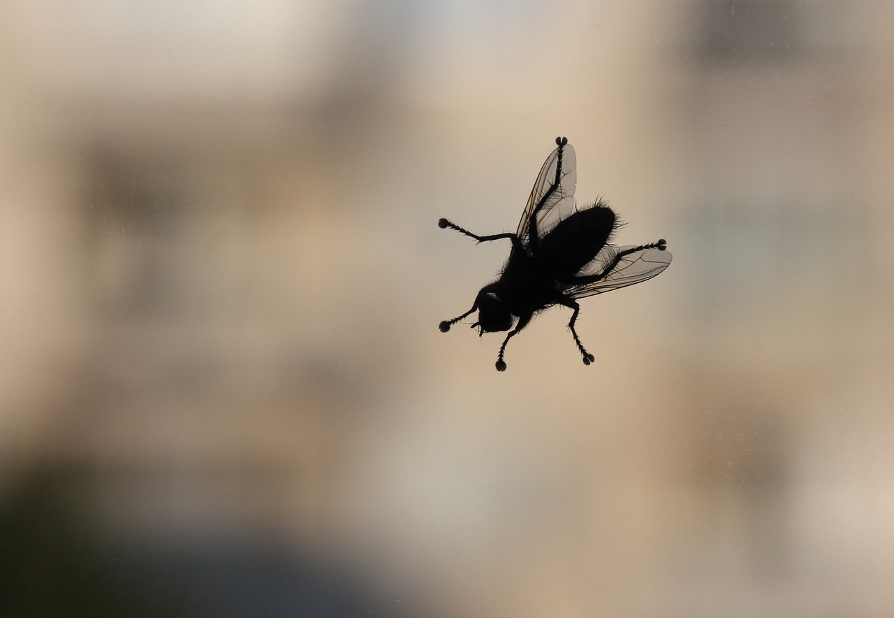 kleine vliegjes in huis bij raam