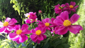 peony-pink-contrast-sunlight-summer-flowers-1605255-pxhere.com